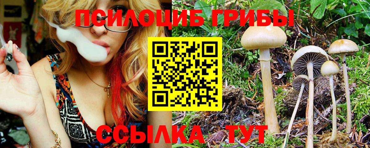 Псилоцибиновые грибы мицелий  Вход с VPN  Сухой Лог  цена   Галлюциногенные грибы Psilocybe 